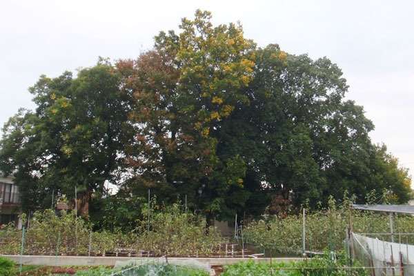 津島神社 御神木